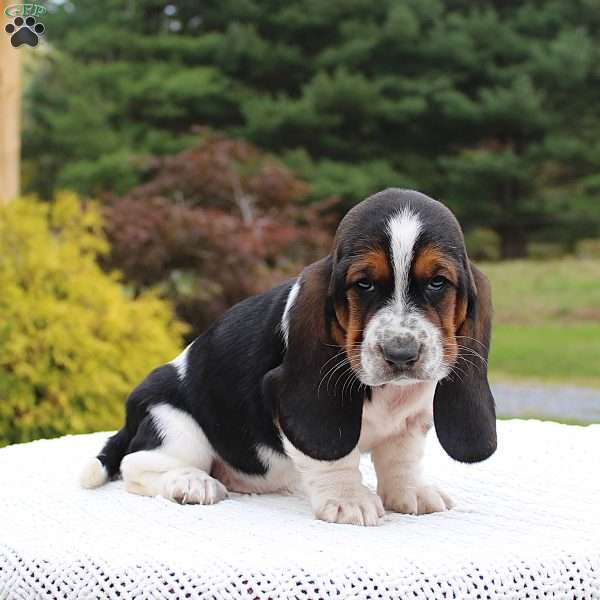 Bridget, Basset Hound Puppy